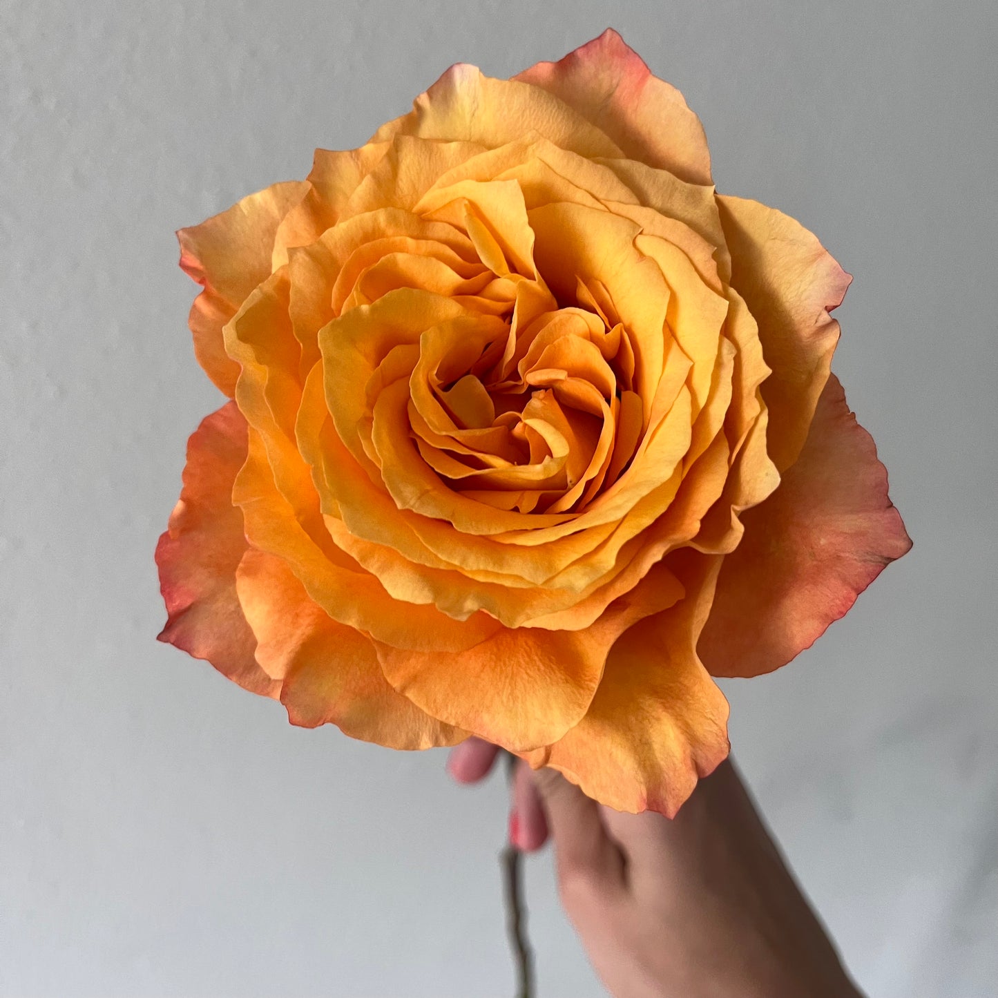 Two Dozen Premium Orange Roses in a Modern Vase
