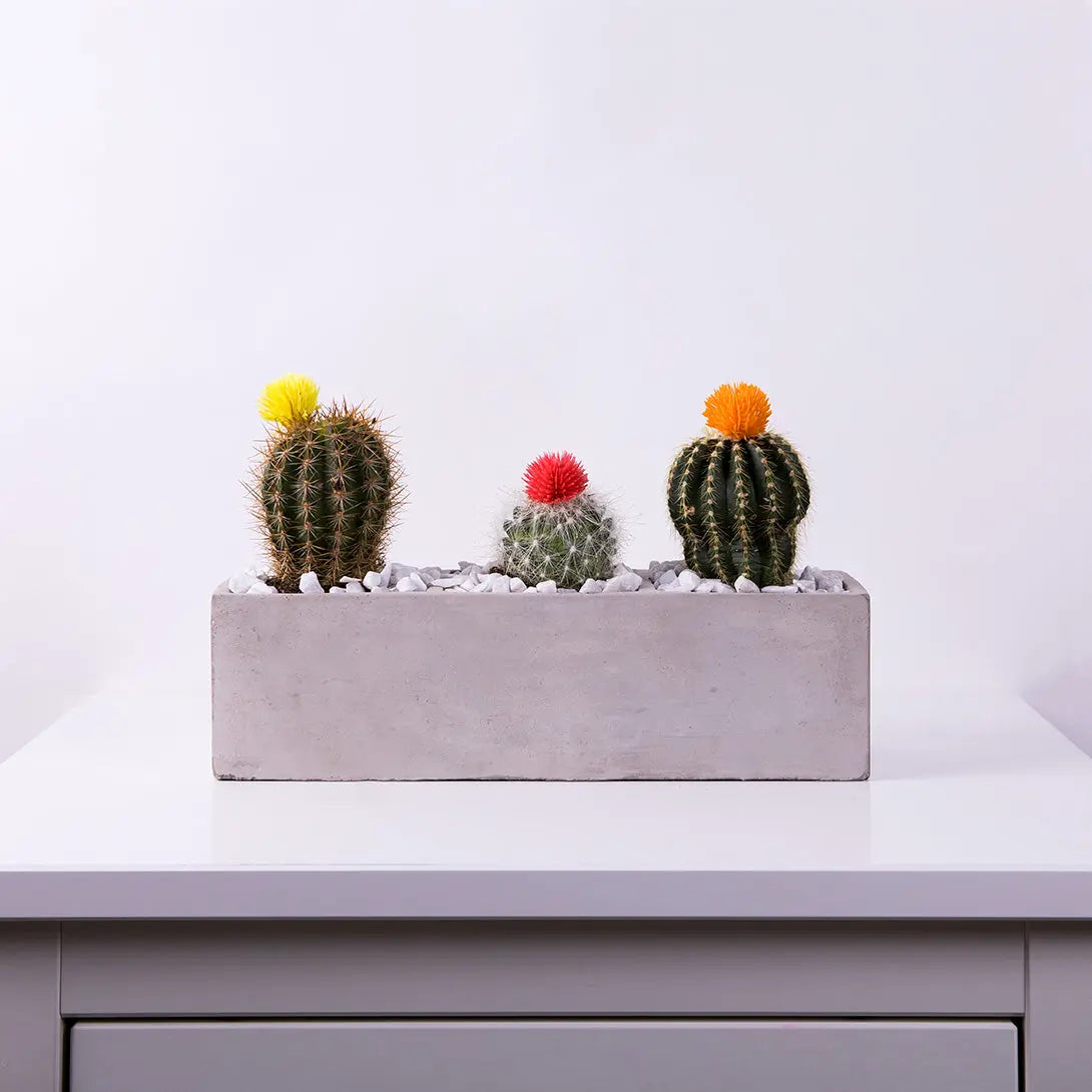 Garden arrangement of three medium-sized cacti in a gray square pot
