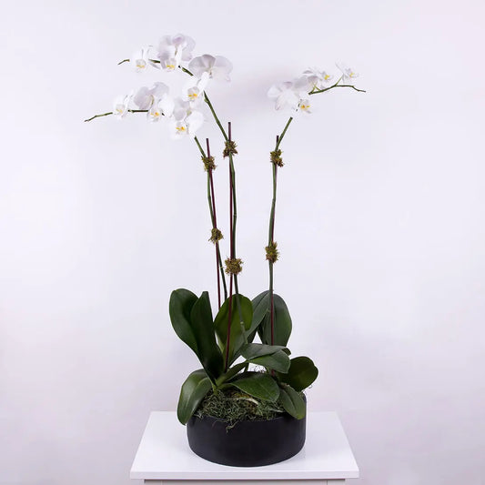 A charming white phalaenopsis orchid arrangement with three stems
