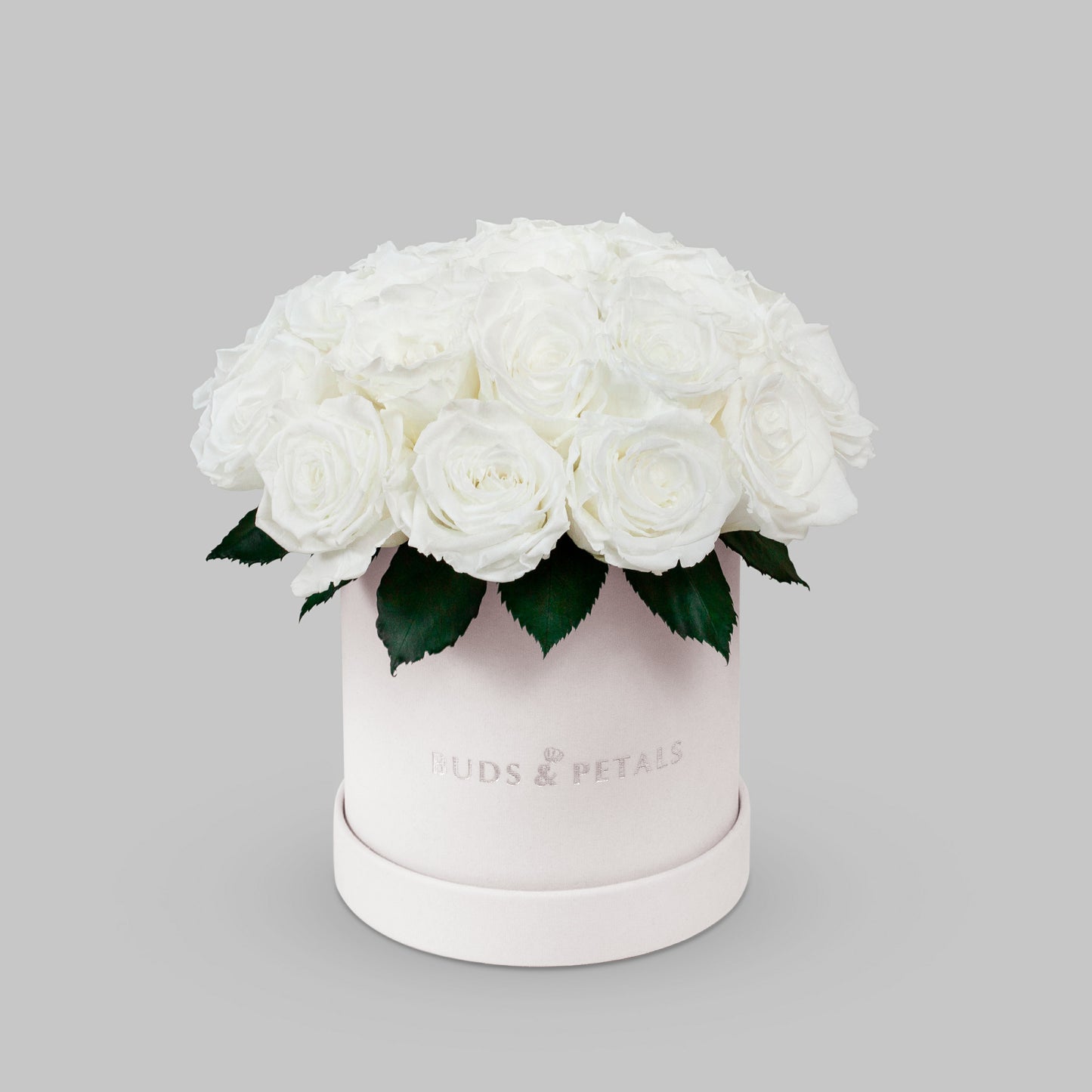 White Preserved Roses In a Medium Velvet Box BUDS&PETALS