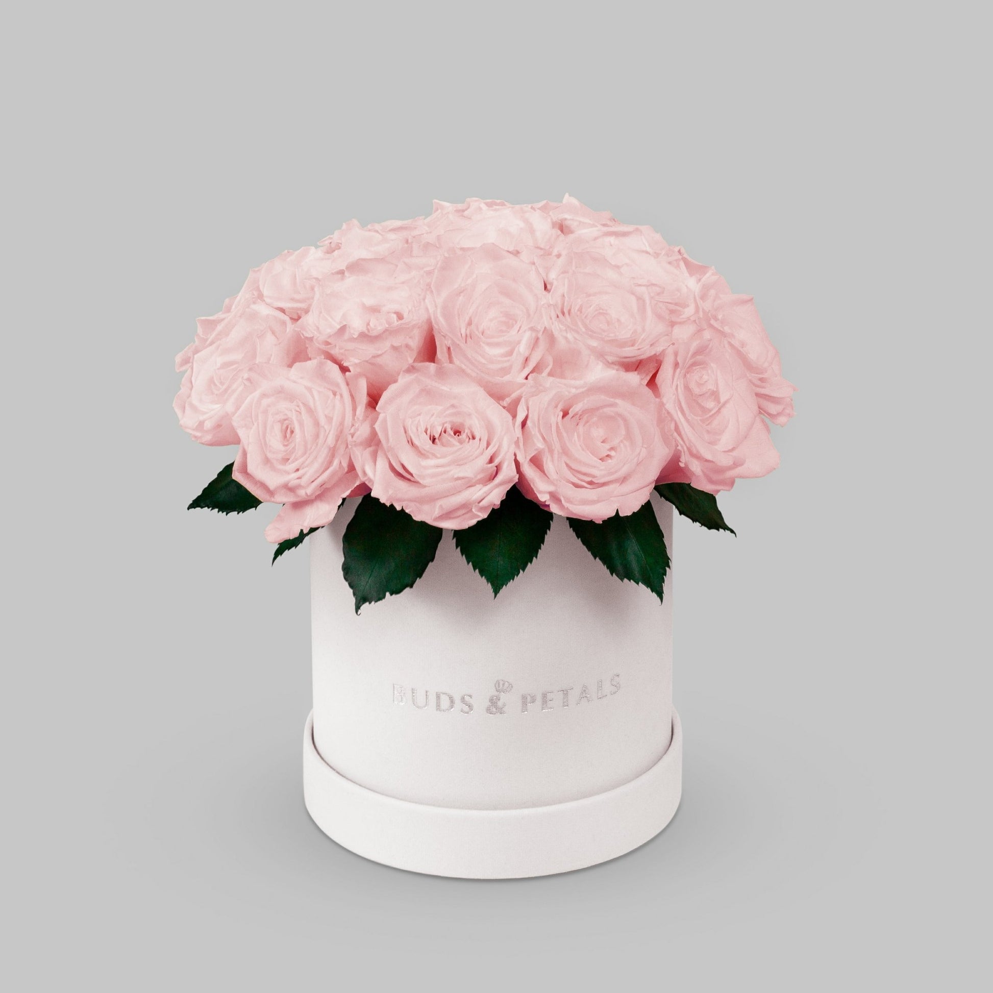 Blush Preserved Roses In a Medium Velvet Box BUDS&PETALS