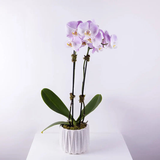 A splendid double stem purple phalaenopsis orchid
