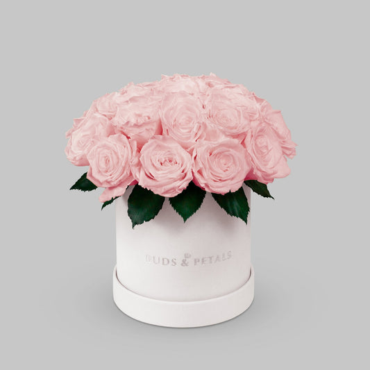 Light Pink Preserved Roses In a Medium Box BUDS&PETALS