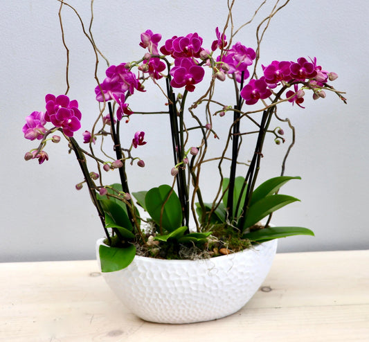 Mini Orchids In a White Vase.