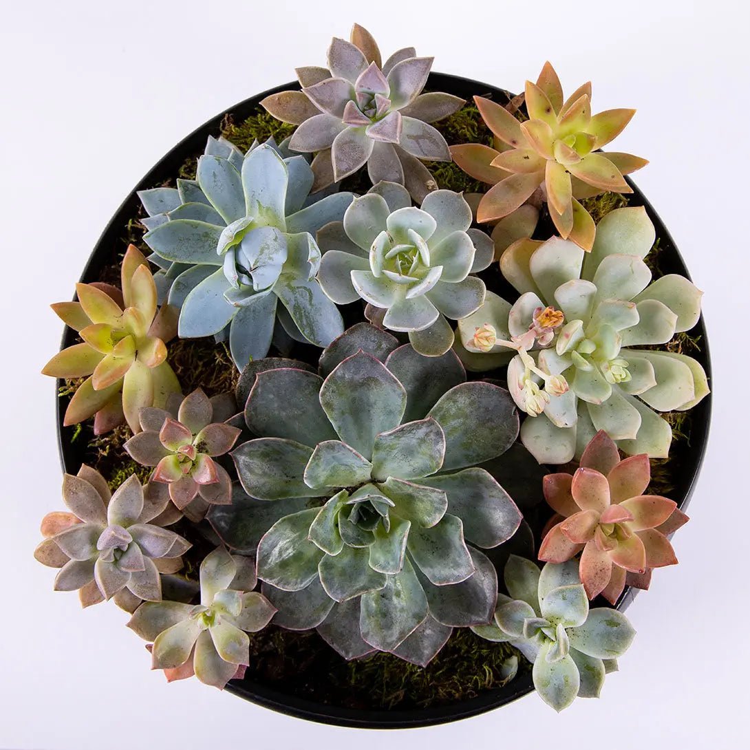 Garden arrangement of 10 succulents of different colors and sizes