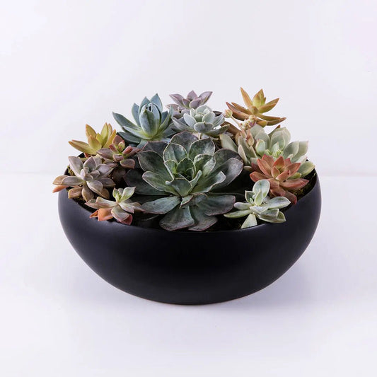 Beautiful modern garden arrangement with 6 small and 4 medium fresh succulents in a black ceramic pot